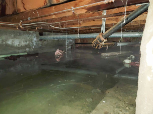 Best Flood restoration services  in Pennington Gap, VA
